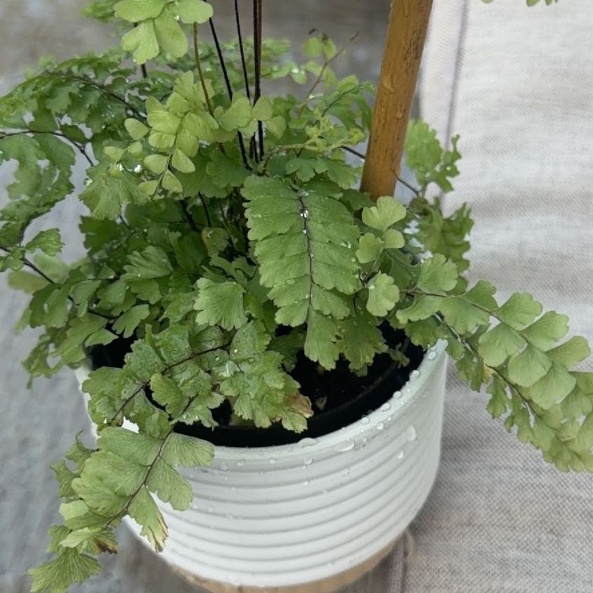 Photo of the plant species Mascarene Island Leaf Flower by @ProperlyTawa92 named Nemo on Greg, the plant care app