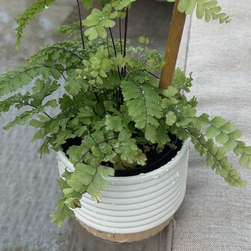 Photo of the plant species Bronze Venus Fern by @ProperlyTawa92 named James Dean on Greg, the plant care app