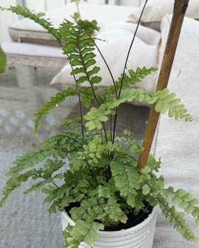 Photo of the plant species Bronze Venus Fern by @ProperlyTawa92 named Doja Cat on Greg, the plant care app