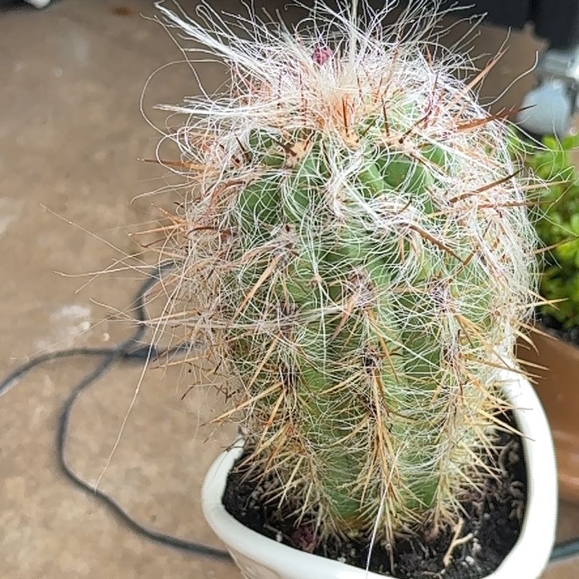 Photo of the plant species Old Man of the Andes by @PlantMommy2000 named Shirley on Greg, the plant care app