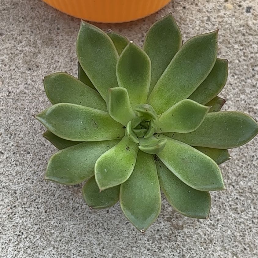 Photo of the plant species Echeveria 'Mira' by @PlantMommy2000 named Mira on Greg, the plant care app