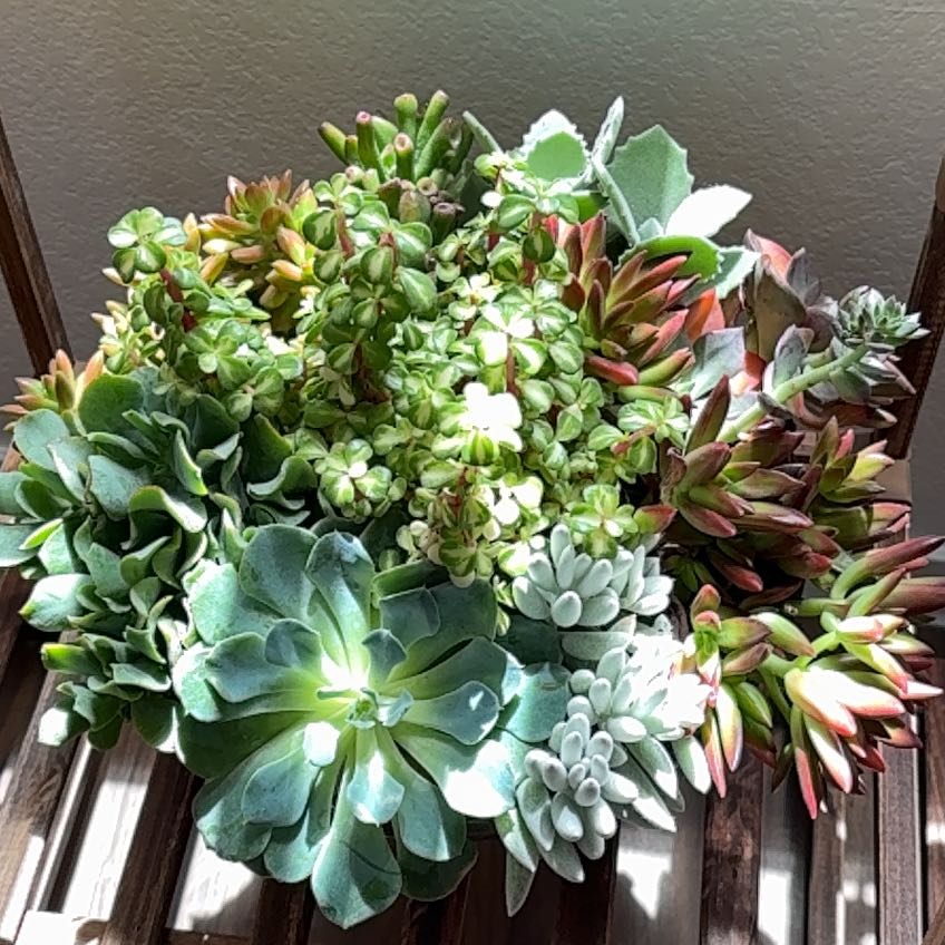 Photo of the plant species Gregory by @CosmicCatpalm52 named Wall-E on Greg, the plant care app