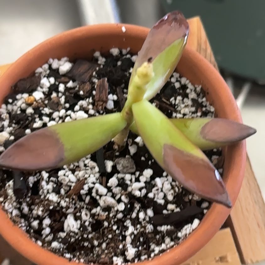 Photo of the plant species Sedeveria 'Lilac Mist' by @JustifiedAnise named Dax on Greg, the plant care app