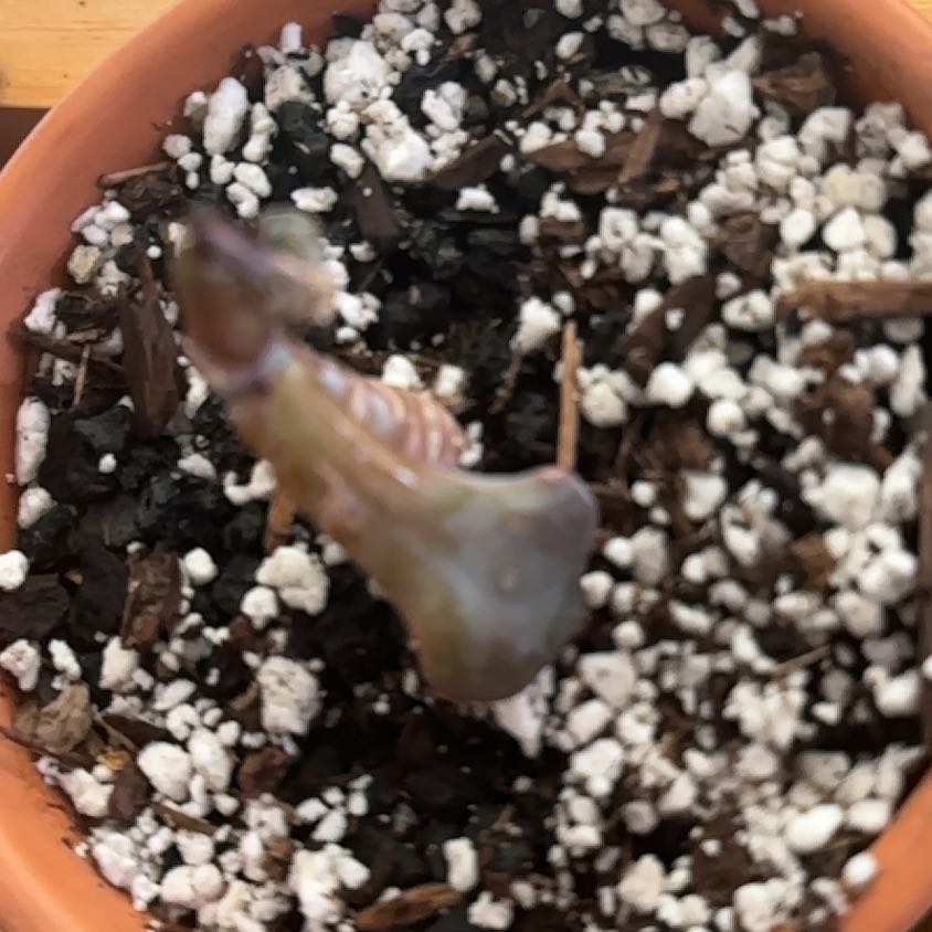 Photo of the plant species Echeveria 'Dusty Rose' by @JustifiedAnise named Dusty on Greg, the plant care app