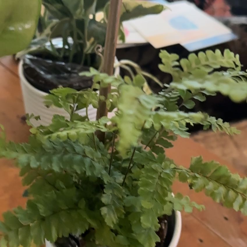 Photo of the plant species Rosy Maidenhair Fern by @FieryBalsam3 named Olivia on Greg, the plant care app