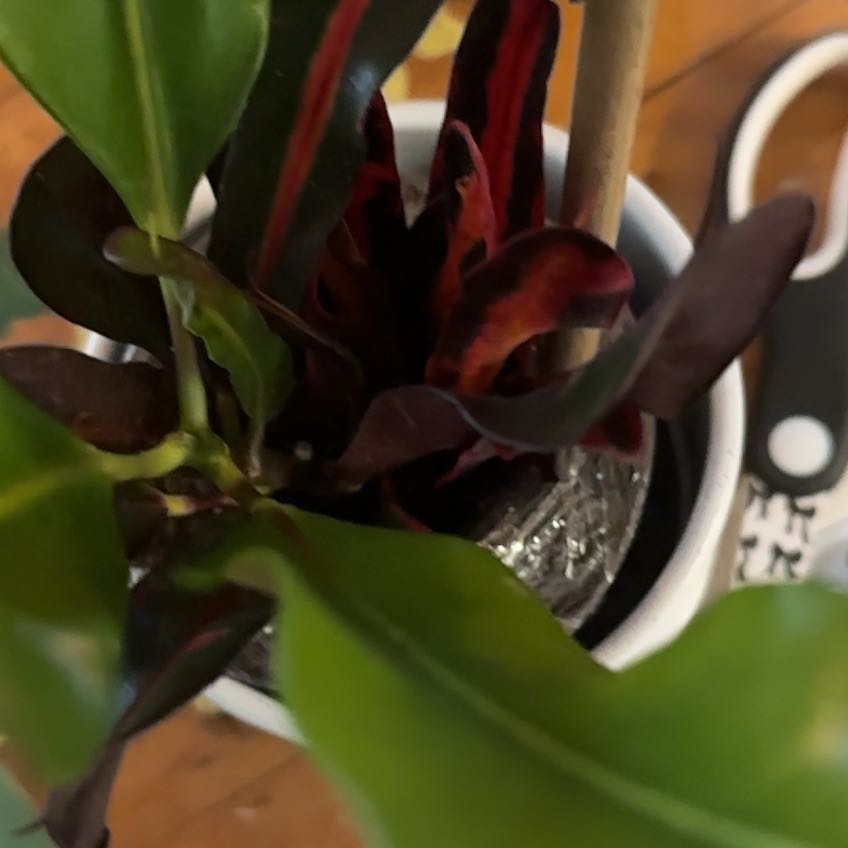 Photo of the plant species Bush on Fire Croton by @FieryBalsam3 named Tree Diddy on Greg, the plant care app