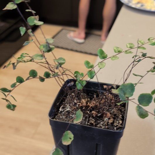 Photo of the plant species Sprawling Wirevine by @PoshEspicia49 named Leaf Erickson on Greg, the plant care app