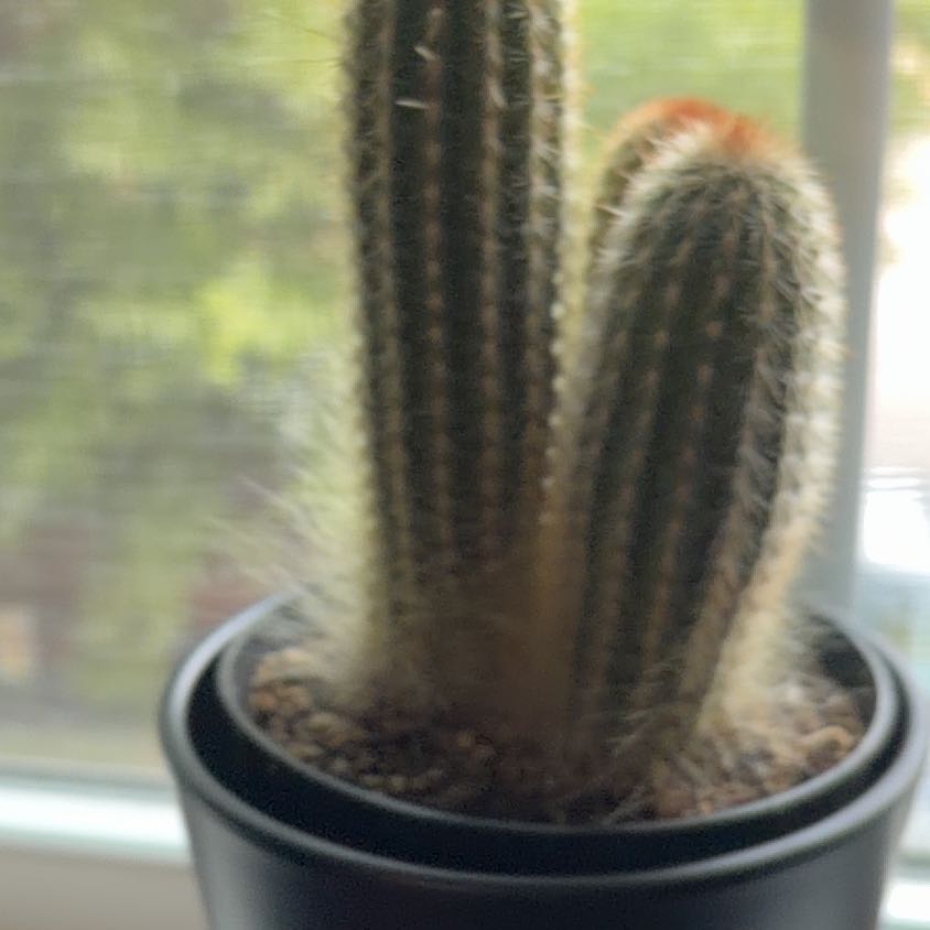 Photo of the plant species Espostoa mirabilis by @ChicKale1 named Coktus on Greg, the plant care app