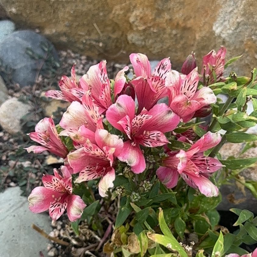 Photo of the plant species Peruvian-Lily by @CozyKatsura74 named Einstein on Greg, the plant care app