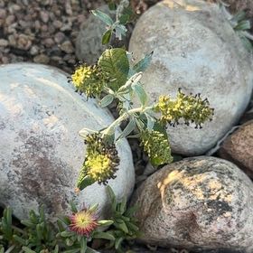 Photo of the plant species Orange Eye Butterflybush by @CozyKatsura74 named Maya on Greg, the plant care app