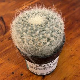 Photo of the plant species Old Lady Cactus by @UberVaccaria37 named Old Lady on Greg, the plant care app