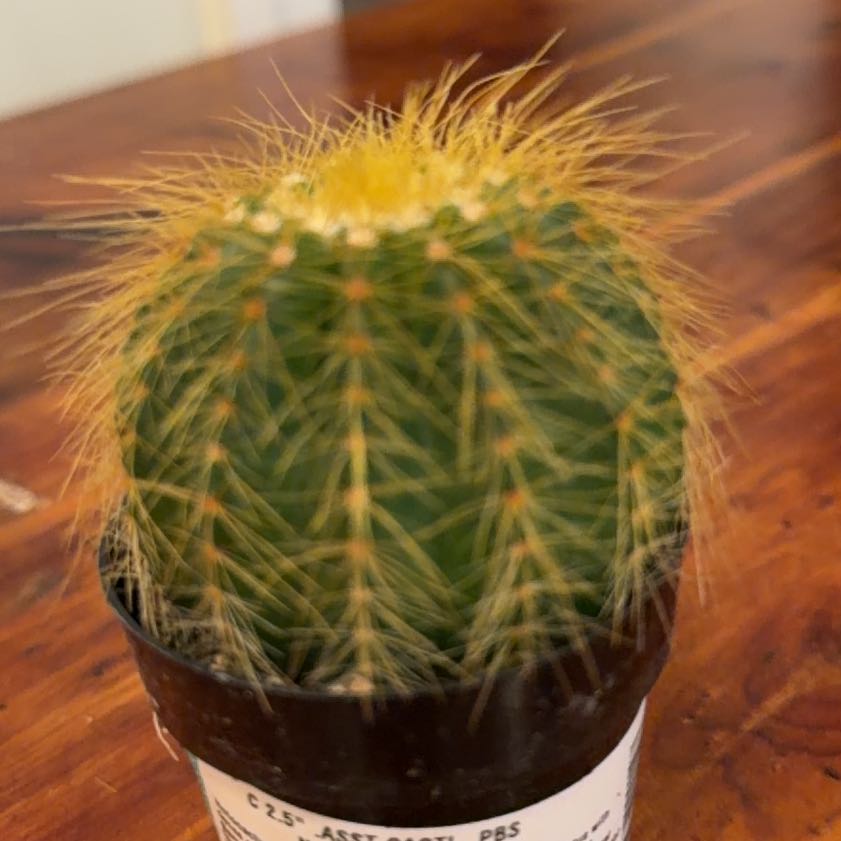 Photo of the plant species Notocactus warasii by @UberVaccaria37 named Notocactus on Greg, the plant care app