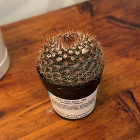Photo of the plant species Cinnamon Cactus by @UberVaccaria37 named Cinnamon on Greg, the plant care app