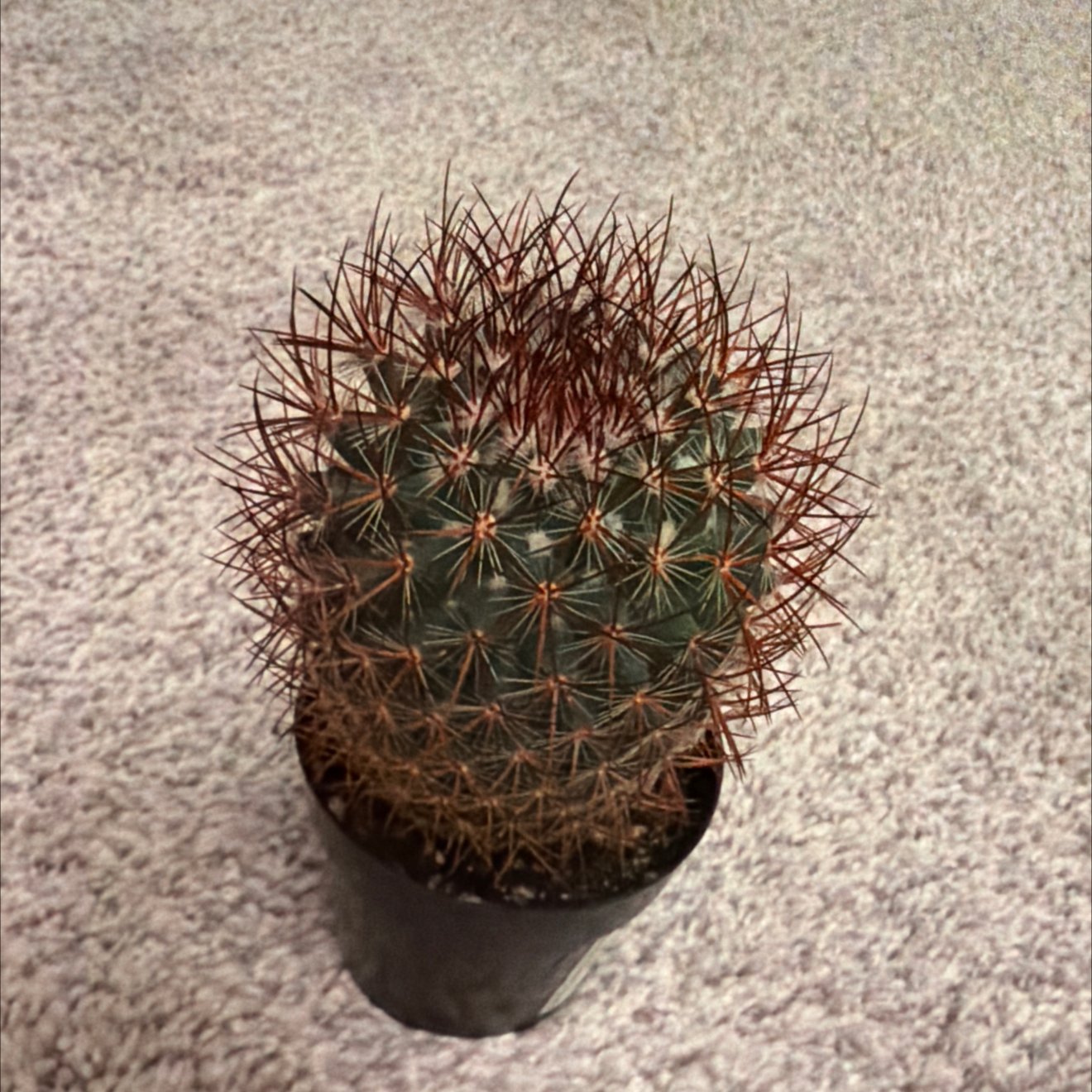 Photo of the plant species Rainbow Pincushion by @UberVaccaria37 named Pincushion on Greg, the plant care app