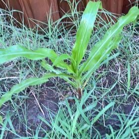 Photo of the plant species Corn by @ElectricNeem37 named Fernie Mac on Greg, the plant care app