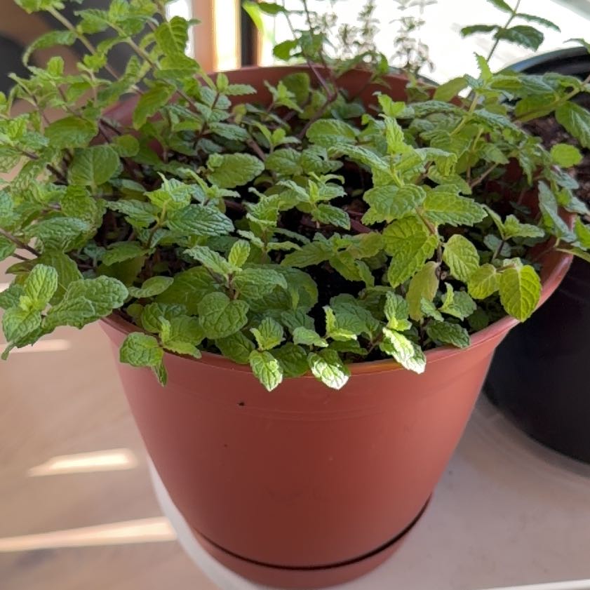 Photo of the plant species Mojito Mint by @PrettyGalega16 named Gaga on Greg, the plant care app