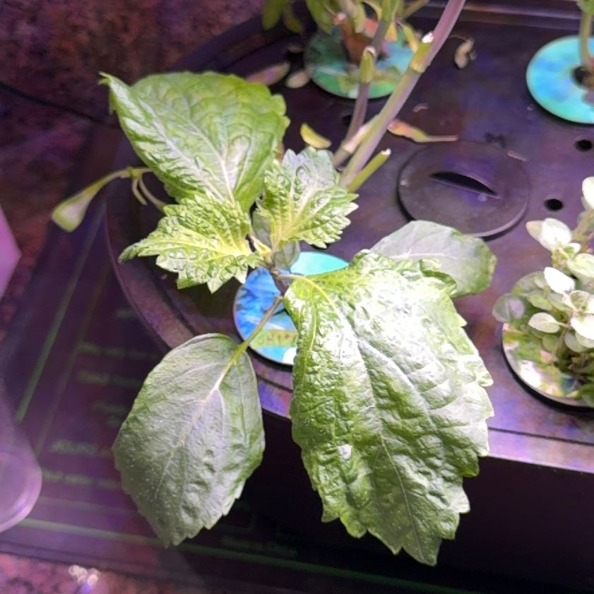 Photo of the plant species Shiso by @PrettyGalega16 named Darwin on Greg, the plant care app