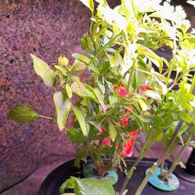 Photo of the plant species Thai Basil by @PrettyGalega16 named Bigleef Smalls on Greg, the plant care app
