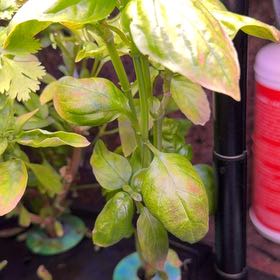 Photo of the plant species Large Leaf Italian Basil by @PrettyGalega16 named Aria on Greg, the plant care app
