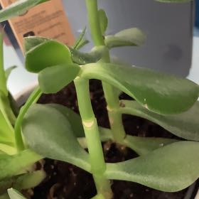 Photo of the plant species Tree Stonecrop by @BeatificSalsa77 named Jeno on Greg, the plant care app