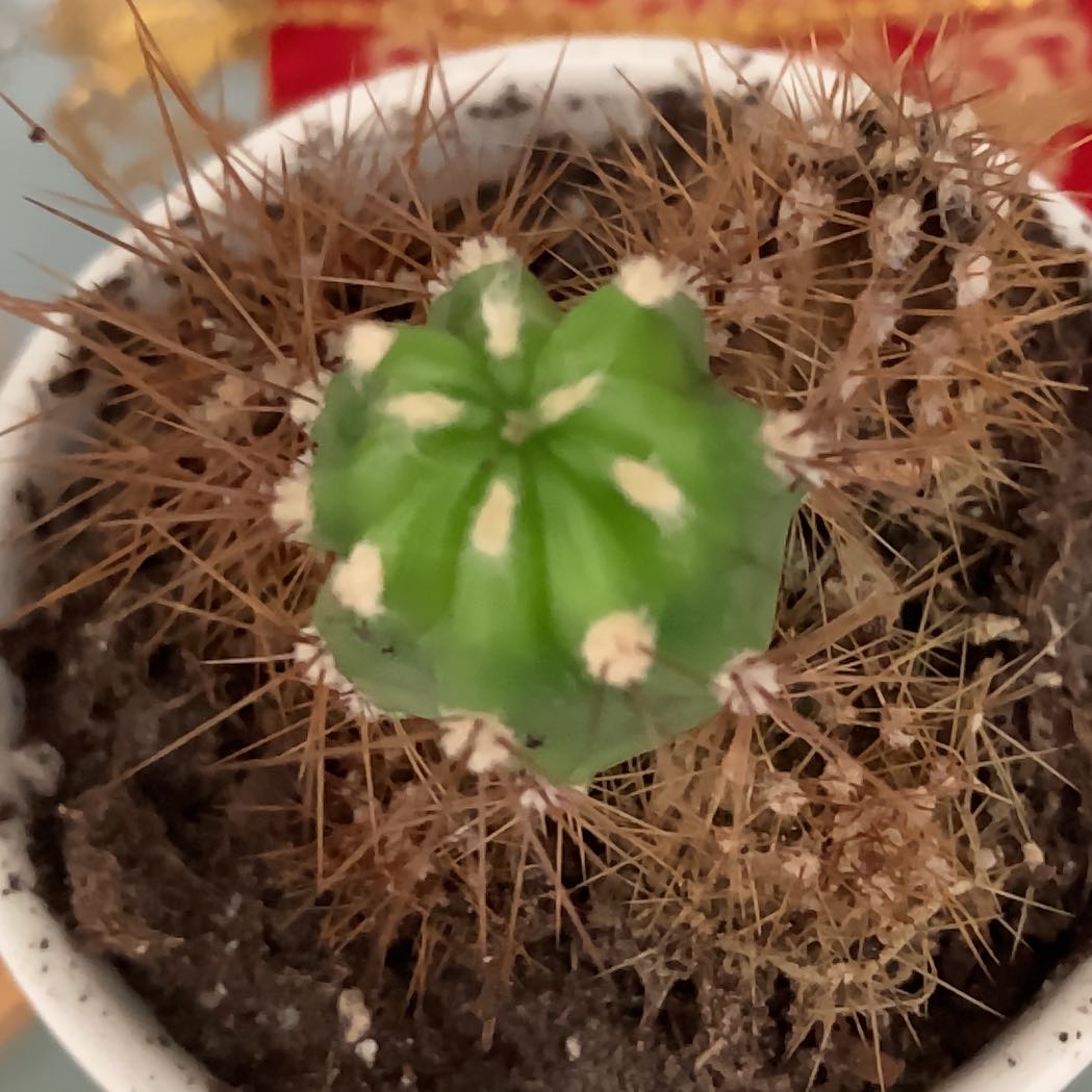 Photo of the plant species Brittle Prickly Pear by @BeatificSalsa77 named Kristoph on Greg, the plant care app