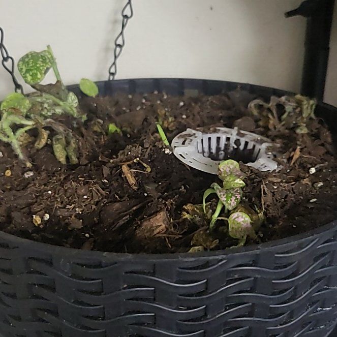 Cleopatra