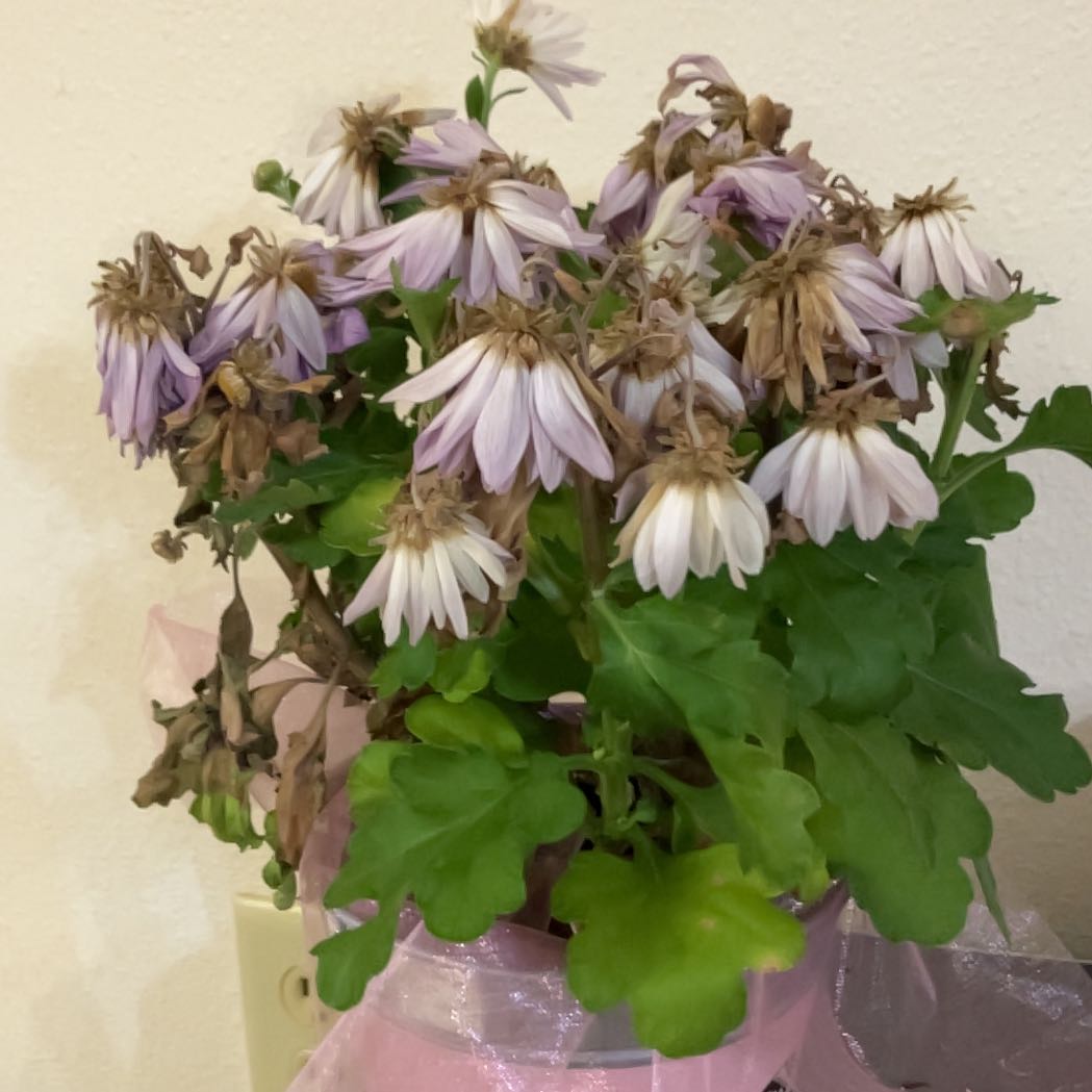 Photo of the plant species Giant Crego Aster by @FacileBlackpea3 named Mollie on Greg, the plant care app