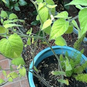 Photo of the plant species Cape Gooseberry by @NeatHeketara98 named Lavender on Greg, the plant care app