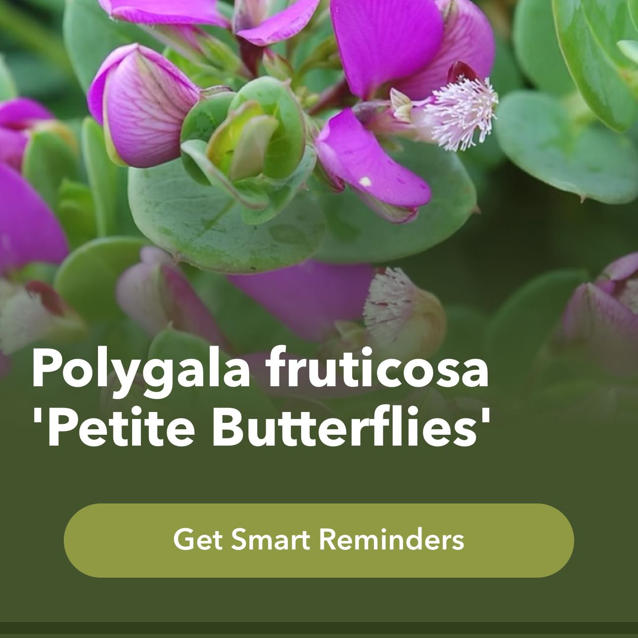 Photo of the plant species Sweet Pea Bush by @PetPinkpoui53 named Poly on Greg, the plant care app