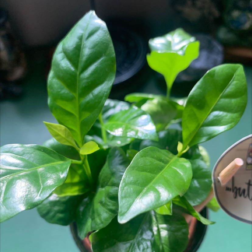 Photo of the plant species Arabian Coffee Plant by @SweetErinLeigh33 named Bestie on Greg, the plant care app