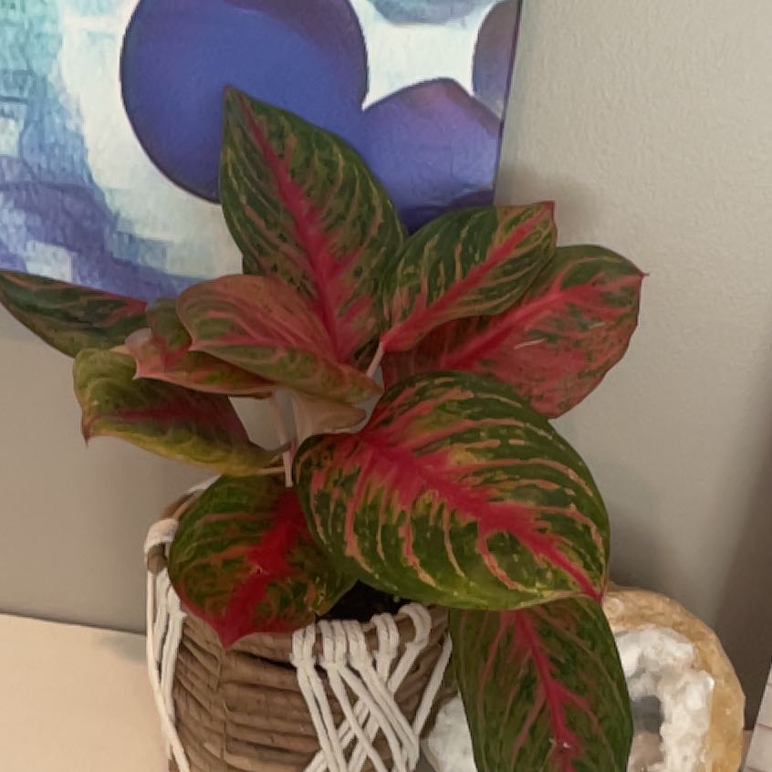 Photo of the plant species Anglaonema Red Stardust by @SweetErinLeigh33 named Ishtar on Greg, the plant care app