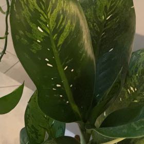 Photo of the plant species Dieffenbachia 'Crocodile' by @SweetErinLeigh33 named Phillipe Petit on Greg, the plant care app