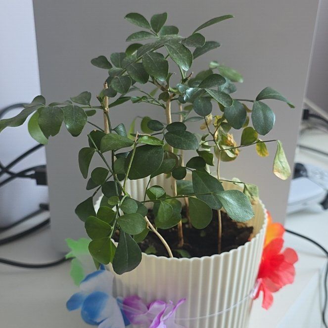 Photo of the plant species Mock Orange by @PetMahoe7 named Anne on Greg, the plant care app