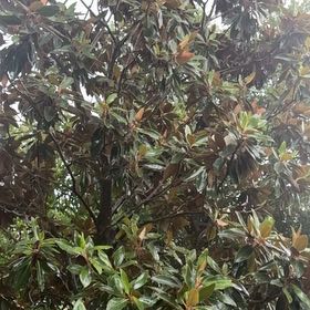 Photo of the plant species Southern Magnolia by @VitalDisphyma58 named Xena on Greg, the plant care app