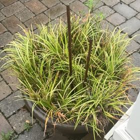 Photo of the plant species Red Hot Poker by @VitalDisphyma58 named Beckham on Greg, the plant care app