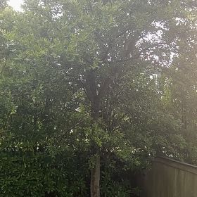 Photo of the plant species Black Mangrove by @VitalDisphyma58 named Shakira on Greg, the plant care app
