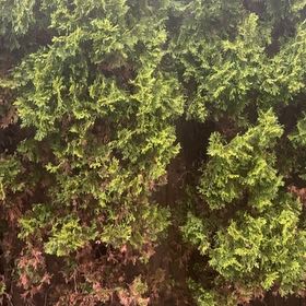 Photo of the plant species Ashe Juniper by @VitalDisphyma58 named Einstein on Greg, the plant care app