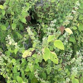 Photo of the plant species Lemon Balm by @VitalDisphyma58 named Remington on Greg, the plant care app