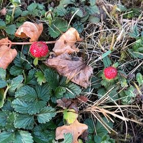 Photo of the plant species Mock Strawberry by @VitalDisphyma58 named Muhammad Ali on Greg, the plant care app