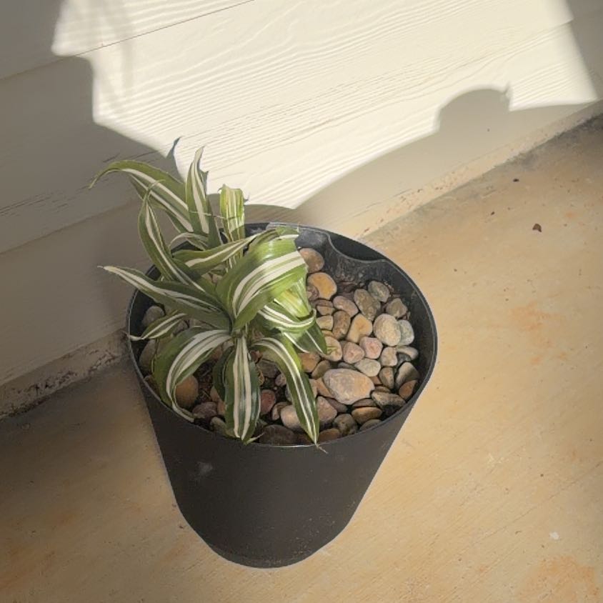 Photo of the plant species Dracaena Jade Jewel by @MerryOlneya1 named Leaf Erickson on Greg, the plant care app
