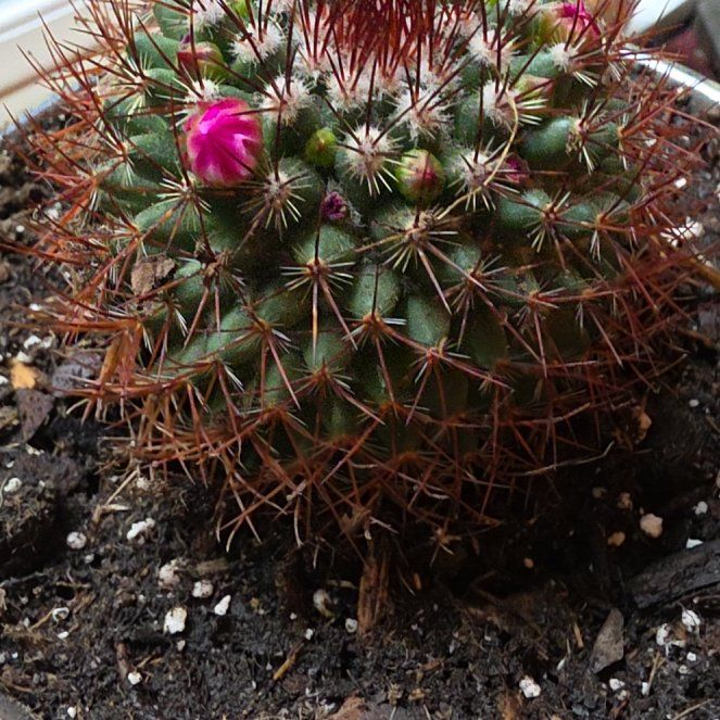 Photo of the plant species Rainbow Pincushion by @WinOricad43 named Faberge on Greg, the plant care app