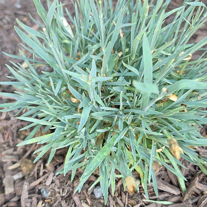 Photo of the plant species Border Carnation by @WinOricad43 named Newby on Greg, the plant care app