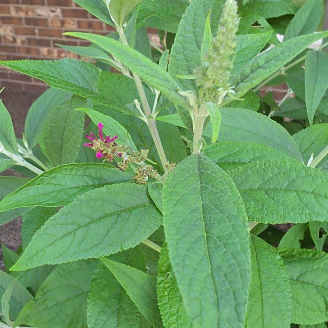 Photo of the plant species Orange Eye Butterflybush by @CatRose named Butter on Greg, the plant care app