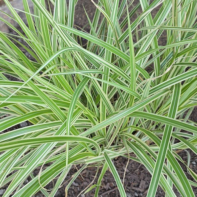 Photo of the plant species Big Blue Lilyturf by @CatRose named Spiney on Greg, the plant care app