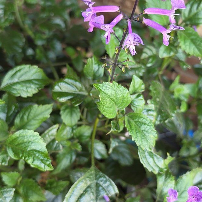 Photo of the plant species Plectranthus ecklonii by @CatRose named Elder One on Greg, the plant care app