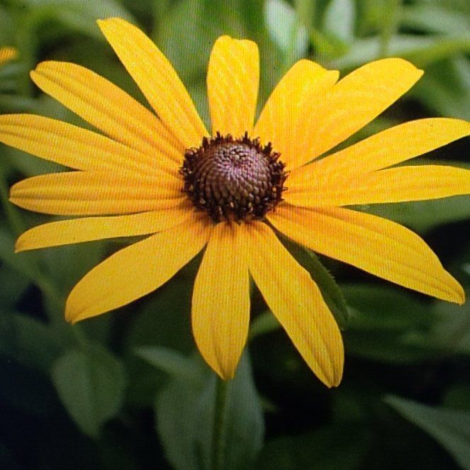 Photo of the plant species Blackeyed Susan by @CatRose named Steeler on Greg, the plant care app