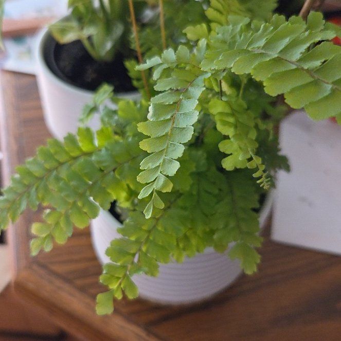 Photo of the plant species Bronze Venus Fern by @NobleCarrot91 named Penelope on Greg, the plant care app