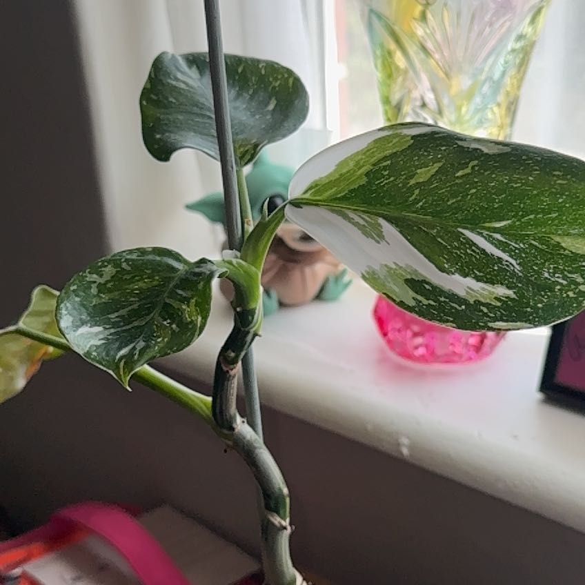 Photo of the plant species White Wizard by @HipGray86 named Delilah on Greg, the plant care app