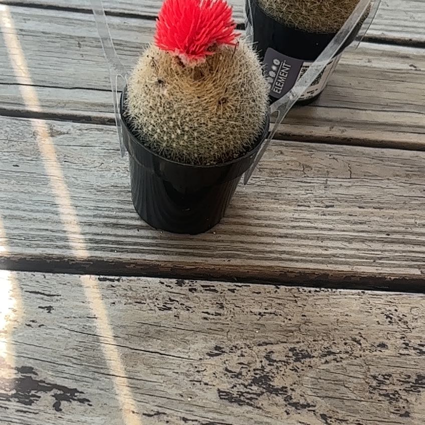 Photo of the plant species Button Cactus by @SightlyCarrot85 named Madonna on Greg, the plant care app