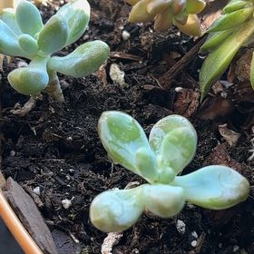 Photo of the plant species Graptosedum 'Blue Giant' by @AgilePilea20 named Miley on Greg, the plant care app